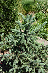 Skinny Blue Genes Black Hills Spruce (Picea glauca 'Westervelt') at Lakeshore Garden Centres