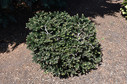 Meyer's Dwarf Greek Fir (Abies cephalonica 'Meyer's Dwarf') at Lakeshore Garden Centres