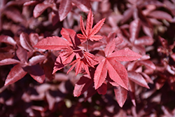 Rhode Island Red Japanese Maple (Acer palmatum 'Rhode Island Red') at Lakeshore Garden Centres