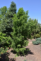 Robbie's Twist Ginkgo (Ginkgo biloba 'Robbie's Twist') at Lakeshore Garden Centres