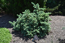 Candelabra Spruce (Picea likiangensis var. montigena) at Lakeshore Garden Centres