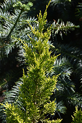 Maymont Gold Juniper (Juniperus chinensis 'Maymont Gold') at Lakeshore Garden Centres