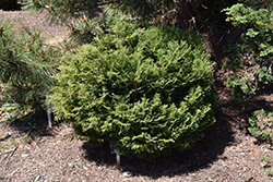 Filip's Happy Day Falsecypress (Chamaecyparis pisifera 'Filip's Happy Day') at Lakeshore Garden Centres