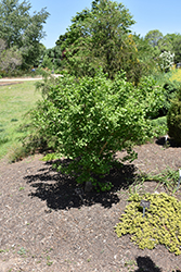 Jagged Jade Ginkgo (Ginkgo biloba 'Jagged Jade') at Lakeshore Garden Centres