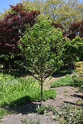 Spring Showers Japanese Snowbell (Styrax japonicus 'Spring Showers') at Lakeshore Garden Centres