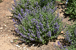 Sylvester Blue Catmint (Nepeta 'Sylvester Blue') at Lakeshore Garden Centres