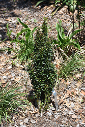 Jade Lance Japanese Holly (Ilex crenata 'RutHol3') at Lakeshore Garden Centres