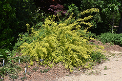 Gold Tip Jasmine (Jasminum mesnyi 'Gold Tip') at Lakeshore Garden Centres