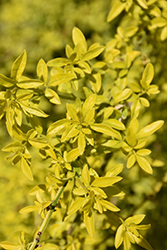 Gold Tip Jasmine (Jasminum mesnyi 'Gold Tip') at Lakeshore Garden Centres