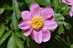 Sea Shell Peony (Paeonia 'Sea Shell') at Lakeshore Garden Centres