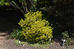 Masashi's Gold Holly (Ilex cornuta 'Masashi's Gold') at Lakeshore Garden Centres