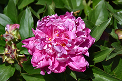 Nice Gal Peony (Paeonia 'Nice Gal') at Lakeshore Garden Centres