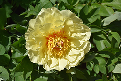 Garden Treasure Peony (Paeonia 'Garden Treasure') at Lakeshore Garden Centres