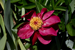 Topeka Garnet Peony (Paeonia 'Topeka Garnet') at Lakeshore Garden Centres