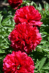 Eliza Lundy Peony (Paeonia 'Eliza Lundy') at Lakeshore Garden Centres