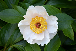 Requiem Peony (Paeonia 'Requiem') at Lakeshore Garden Centres