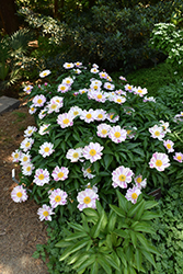 Requiem Peony (Paeonia 'Requiem') at Lakeshore Garden Centres