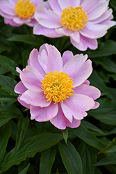 Chinese Peony (Paeonia lactiflora) at Lakeshore Garden Centres