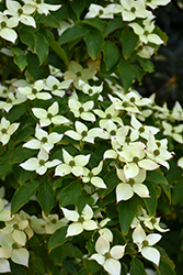 White Ball Flowering Dogwood (Cornus kousa 'White Ball') at Lakeshore Garden Centres