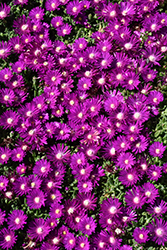 Blut Ice Plant (Delosperma ashtonii 'Blut') at Lakeshore Garden Centres
