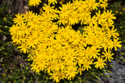 Damianita (Chrysactinia mexicana) at Lakeshore Garden Centres