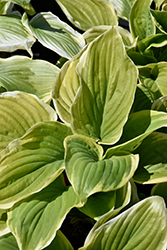 Fragrant Dream Hosta (Hosta 'Fragrant Dream') at Lakeshore Garden Centres