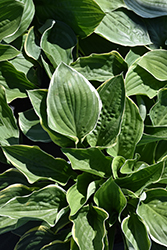 Christmas Tree Hosta (Hosta 'Christmas Tree') at Lakeshore Garden Centres