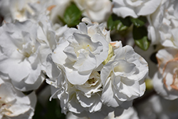 Hardy Gardenia Azalea (Rhododendron 'Hardy Gardenia') at Lakeshore Garden Centres