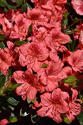 Fashion Azalea (Rhododendron 'Fashion') at Lakeshore Garden Centres