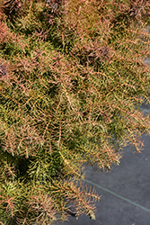 Mushroom Japanese Cedar (Cryptomeria japonica 'Mushroom') at Lakeshore Garden Centres