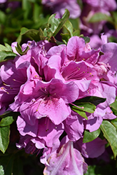 Encore Autumn Lilac Azalea (Rhododendron 'Robles') at Lakeshore Garden Centres
