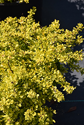 Tiny Gold Barberry (Berberis thunbergii 'Tiny Gold') at Lakeshore Garden Centres