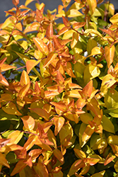 Peach Perfection Abelia (Abelia x grandiflora 'SRPabeper') at Lakeshore Garden Centres
