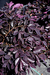 Cerise Charm Fringeflower (Loropetalum chinense 'Kurobijin') at Lakeshore Garden Centres