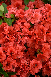 Girard's Hot Shot Azalea (Rhododendron 'Girard's Hot Shot') at Lakeshore Garden Centres
