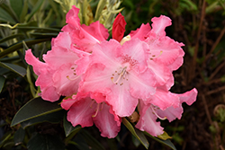 Solidarity Rhododendron (Rhododendron 'Solidarity') at Lakeshore Garden Centres