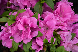 Encore Autumn Lilac Azalea (Rhododendron 'Robles') at Lakeshore Garden Centres