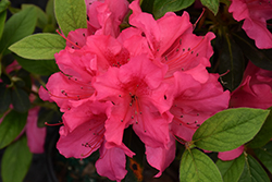 Encore Autumn Sangria Azalea (Rhododendron 'Roblee') at Lakeshore Garden Centres