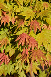 Moonrise Full Moon Maple (Acer shirasawanum 'Moonrise') at Lakeshore Garden Centres