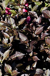 Midnight Wine Shine Weigela (Weigela florida 'SMNWFMS') at Lakeshore Garden Centres
