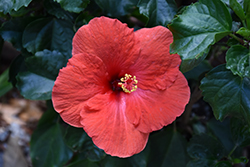 Tradewinds Tortuga Wind Hibiscus (Hibiscus rosa-sinensis 'Tortuga Wind') at Lakeshore Garden Centres