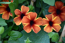 Tangerine Slice A-Peel Black-Eyed Susan (Thunbergia alata 'DL1501') at Lakeshore Garden Centres