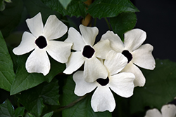 Coconut A-Peel Black-Eyed Susan Vine (Thunbergia alata 'Coconut A-Peel') at Lakeshore Garden Centres