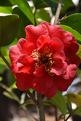 Dixie Knight Camellia (Camellia japonica 'Dixie Knight') at Lakeshore Garden Centres