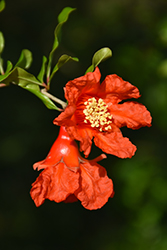 Pomegranate (Punica granatum) at Lakeshore Garden Centres