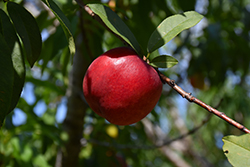 Sunraycer Nectarine (Prunus persica var. nucipersica 'Sunraycer') at Lakeshore Garden Centres