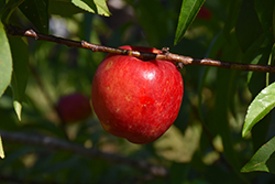 Sunbest Nectarine (Prunus persica var. nucipersica 'Sunbest') at Lakeshore Garden Centres