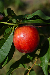 Suncoast Nectarine (Prunus persica var. nucipersica 'Suncoast') at Lakeshore Garden Centres
