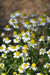 German Chamomile (Matricaria chamomilla) at Lakeshore Garden Centres