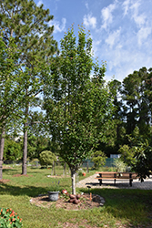 Pineapple Pear (Pyrus communis 'Pineapple') at Lakeshore Garden Centres